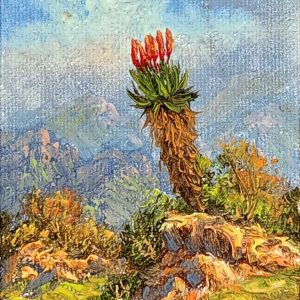 Aloe mountain hill